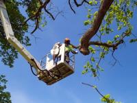 High Point Tree Service image 1